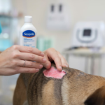 Can I Use Neosporin on My Dog